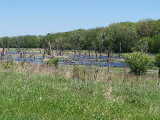 The wetlands along the trail